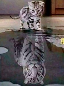 重生之远东之虎1002无标题