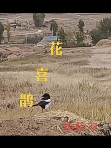英文小天才花喜鹊