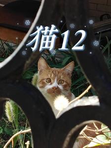 猫12个月算成年吗