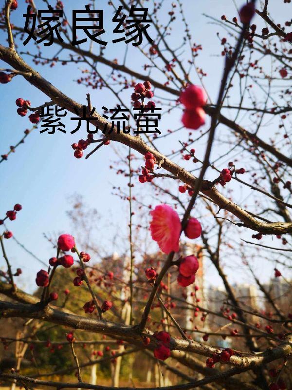 嫁良缘by狗柱